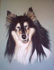 retrato perro collie