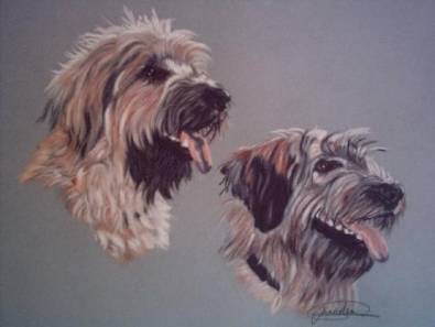 retrato perros gos d'atura