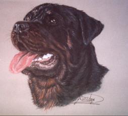 retrato perro rottweiler