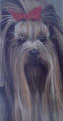 retrato perro yorkshire
