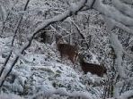 CldMtnDeerAndSnow.jpg