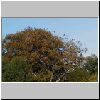 GaiaHouse Crows