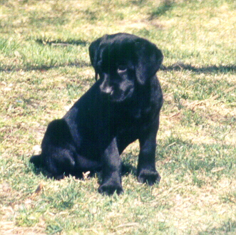 Click on Luna's Picture to see her pedigree