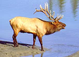 Elk