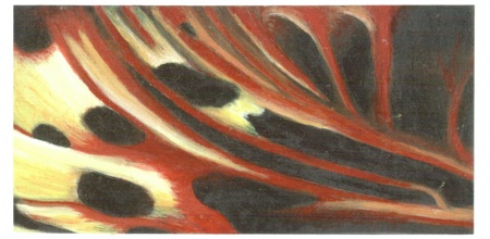 scarletfly