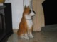 doggie