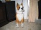 doggie 