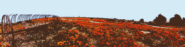 poppys