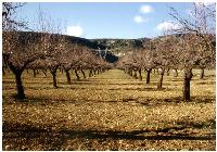 Almendros