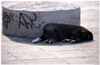 Perro