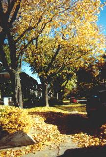 A Street off of Henri-Bourassa Blvd. in the Fall of 2002