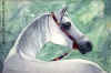 gray horse copy.jpg (78194 bytes)