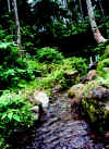 SinabakFalls-x.jpg (172930 bytes)