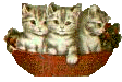 Cats in basket3