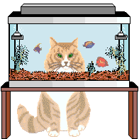 Cat and aquarium