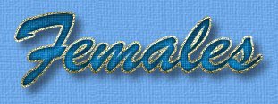 ReyjaS Birmans - Females