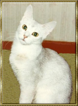 ReyjaS Silver Danza