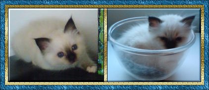 Kittens - 9.juni'08