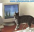 TV-CAT