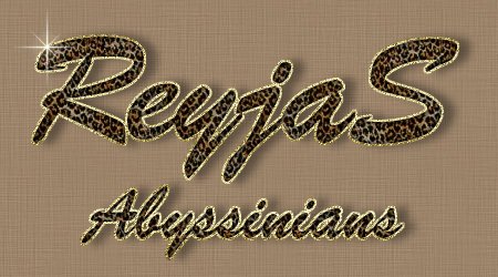 ReyjaS Abyssinians