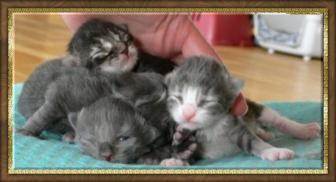 Eartha Kitt - First litter