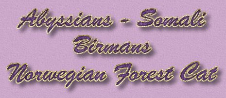 Abyssinians - Somali - Birmans - Norwegian Forest Cat