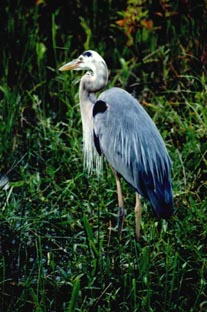 Blue Heron,FLORIDA