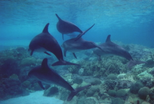 Bottlenouse dolphins,FLORIDA