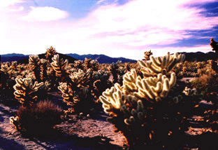 Joshua N.P.-CALIFORNIA