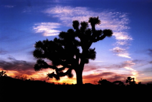Joshua Tree N.P.-CALIFORNIA