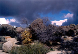 Joshua N.P.-CALIFORNIA