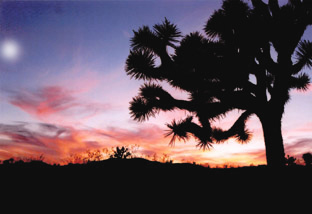 Joshua Tree N.P.-CALIFORNIA