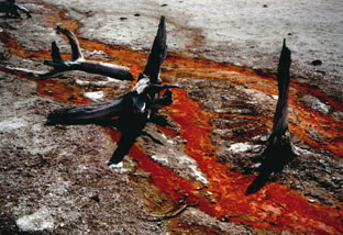 Yellowstone N.P.-WYOMING