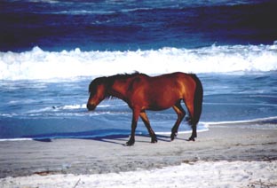 Assateague,MARYLAND