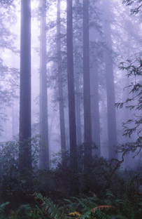Redwood N.P.-CALIFORNIA