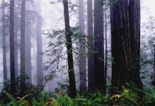 Redwood N.P.-CALIFORNIA