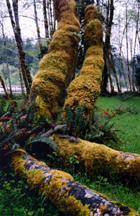 Olympic N.P.-WASHINGTON