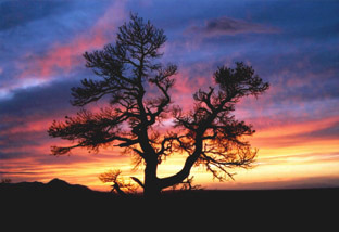 Mesa Verde,COLORADO