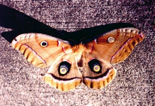 Butterfly,MINNESOTA