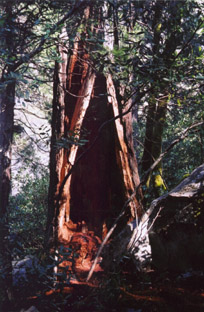 Yosemite N.P.-CALIFORNIA
