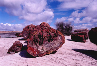 Petrified Forest N.P.-ARIZONA