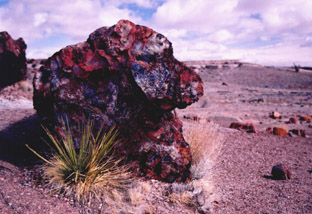 Petrified Forest N.P.-ARIZONA