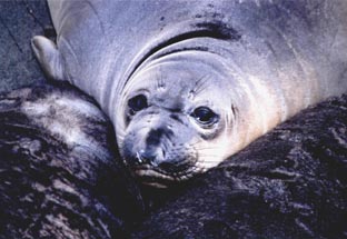 Elaphant seals,CALIFORNIA