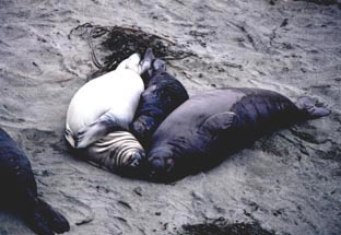 Elaphant seals,CALIFORNIA