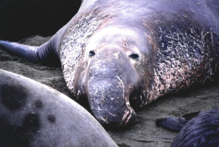 Elephant seals,CALIFORNIA