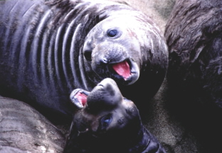 Elephant seals,CALIFORNIA