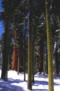 Sequoia N.P.-CALIFORNIA