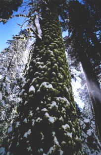 Sequoia N.P.-CALIFORNIA