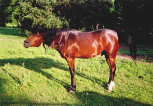 Smailing horse,MINNESOTA