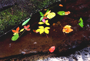 Smoky Mountains,TENNESSEE
